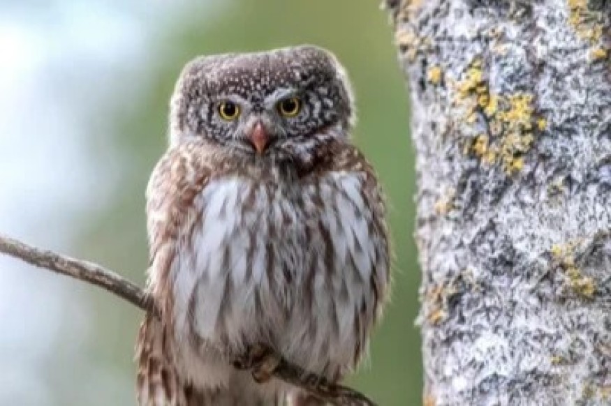Дни птиц в Рижском зоопарке: мастерская скворечников и познавательные прогулки